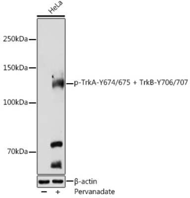 Western Blot: TrkA/B [p Tyr707, p Tyr675, p Tyr706, p Tyr674] AntibodyAzide and BSA Free [NBP3-16897]